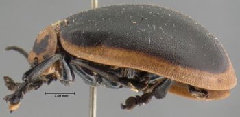 Media type: image; Entomology 17549   Aspect: habitus lateral view